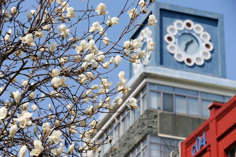 동아대학교 구덕캠퍼스에 활짝 핀 목련 ‘봄이 왔어요’