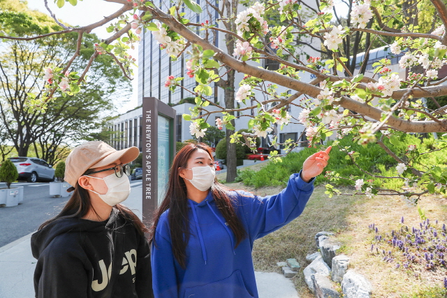 동아대 승학캠퍼스 ‘뉴턴의 사과나무’에 사과꽃 만개