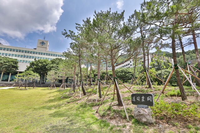 영풍조경 김창대 대표, 동아대에 소나무 40주 기증